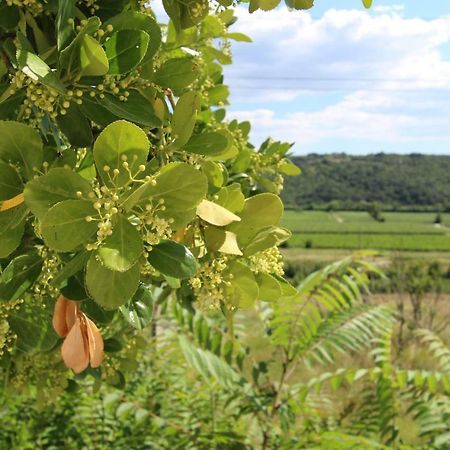 Vila Flora Сечовле Экстерьер фото